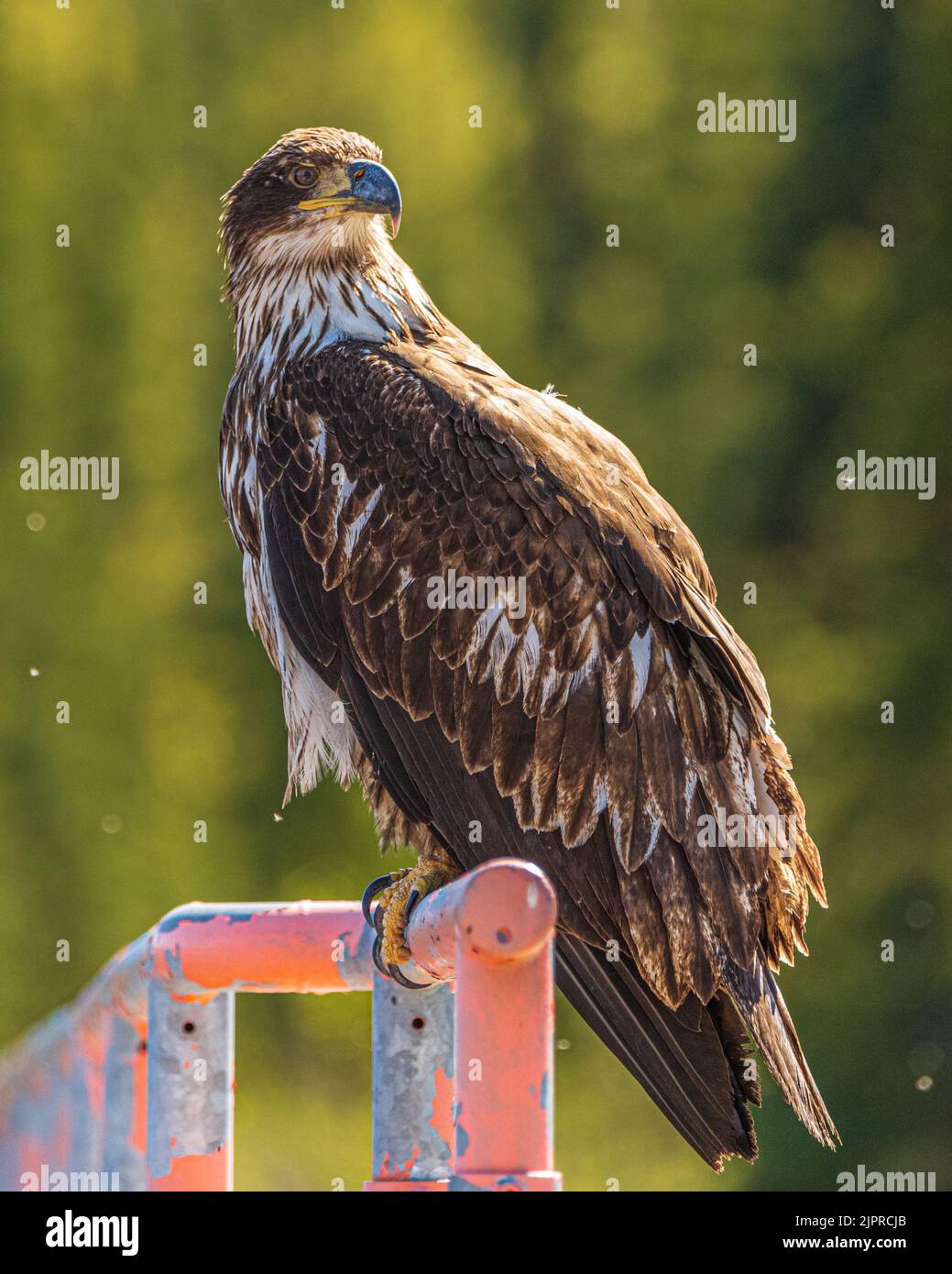 Aquila baldosa selvaggia vista in ambiente naturale all'aperto durante l'estate in Nord America. Arroccato su un palo rosso, con sfondo sfocato nella foresta Foto Stock