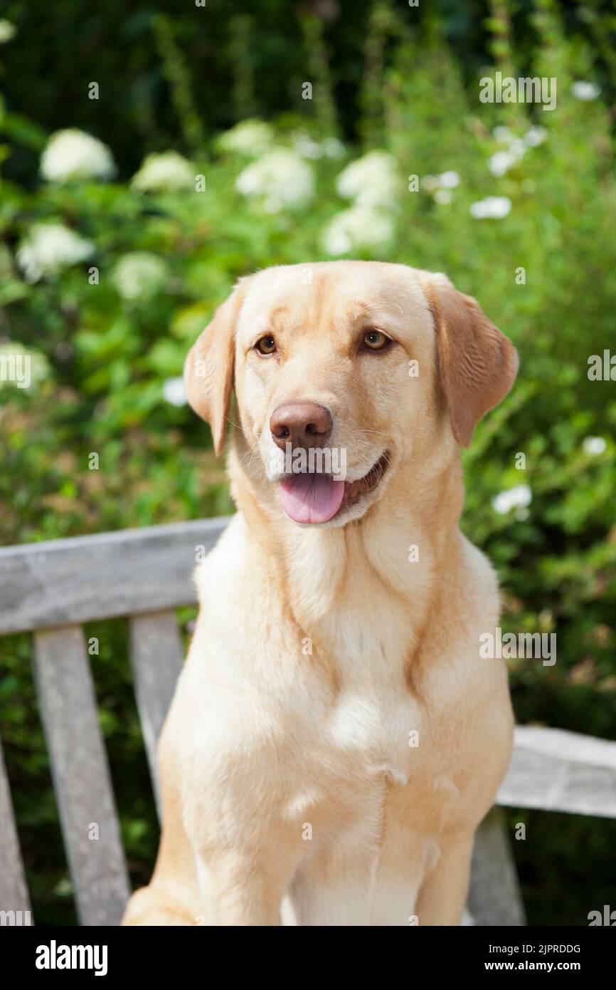 Labrador Retriever, femmina, su banco da parcheggio, lateralmente Foto Stock