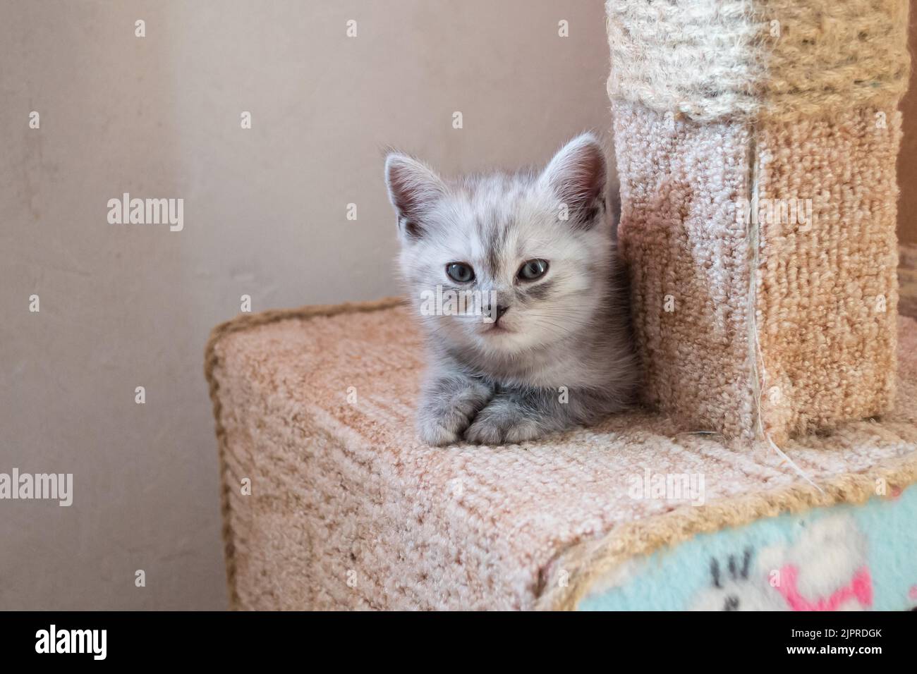 Carino gattino inglese a strisce sdraiato sulla casa del gatto con ciao gattino Foto Stock