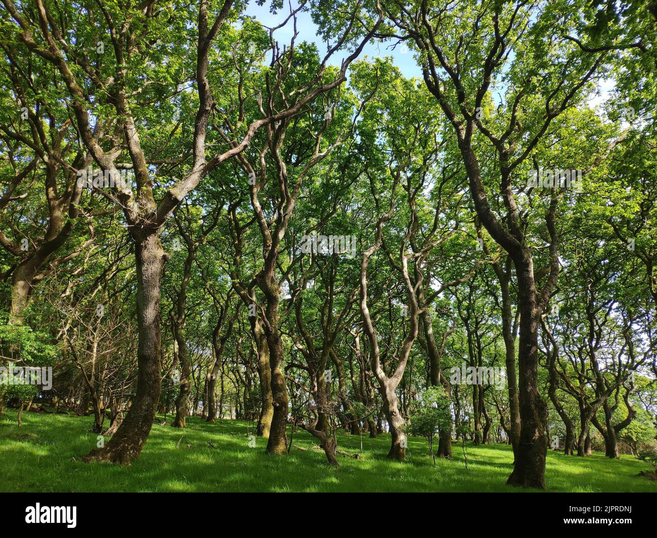 Legno di quercia, Galles del Sud, Galles del Sud. Regno Unito Foto Stock
