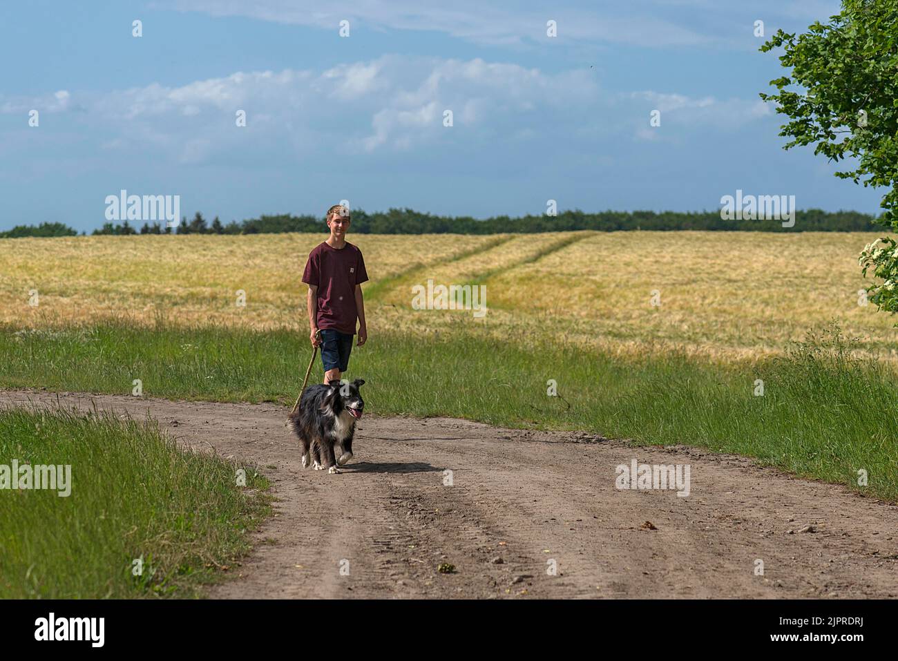 Ragazzo a piedi il suo confine Collie, Mecklenbuirg-Vorpommern, Germania Foto Stock