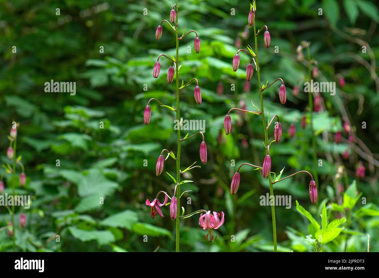 Gemme e fiore di un giglio di martagona (martagona di Lilium), Baviera, Germania Foto Stock