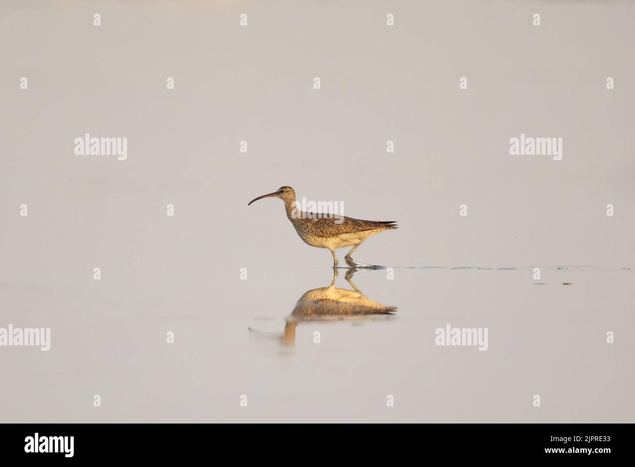 Whimbrel adulto che cammina in acqua limpida Foto Stock