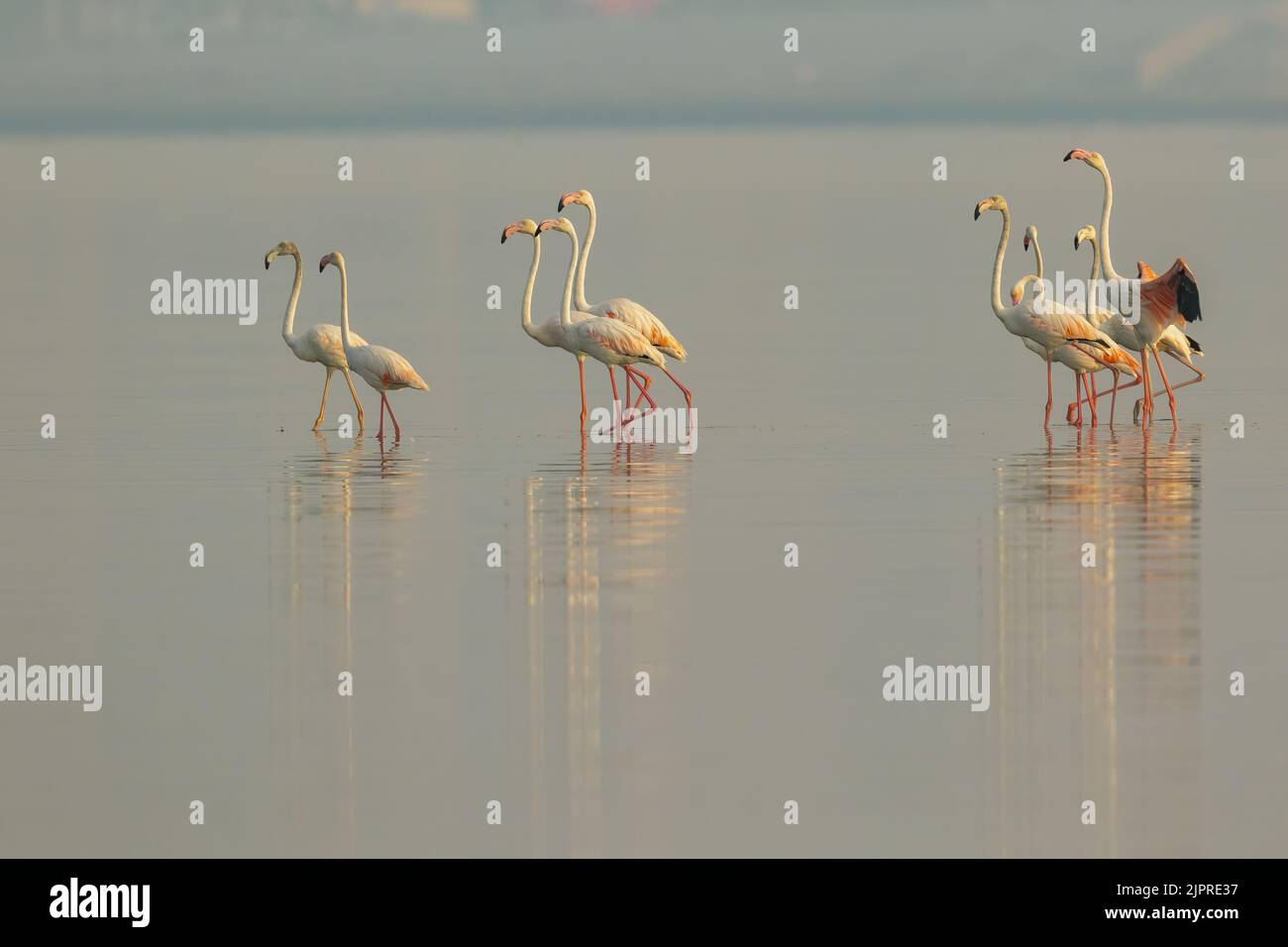 Il fenicottero più grande scalda le sue ali prima del volo Foto Stock