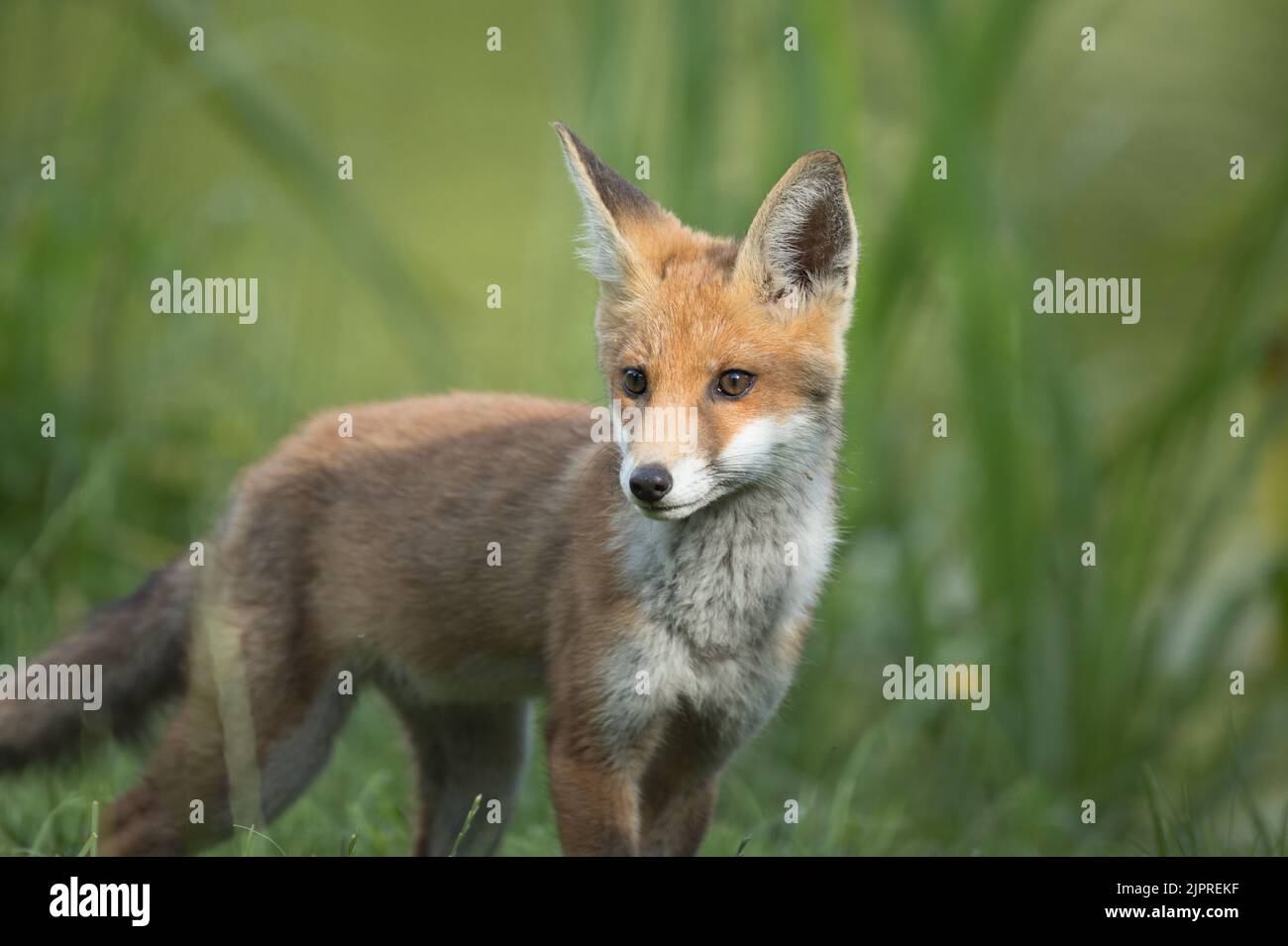 Giovane volpe a High batts, presso il fiume Ure, North Stainley Foto Stock