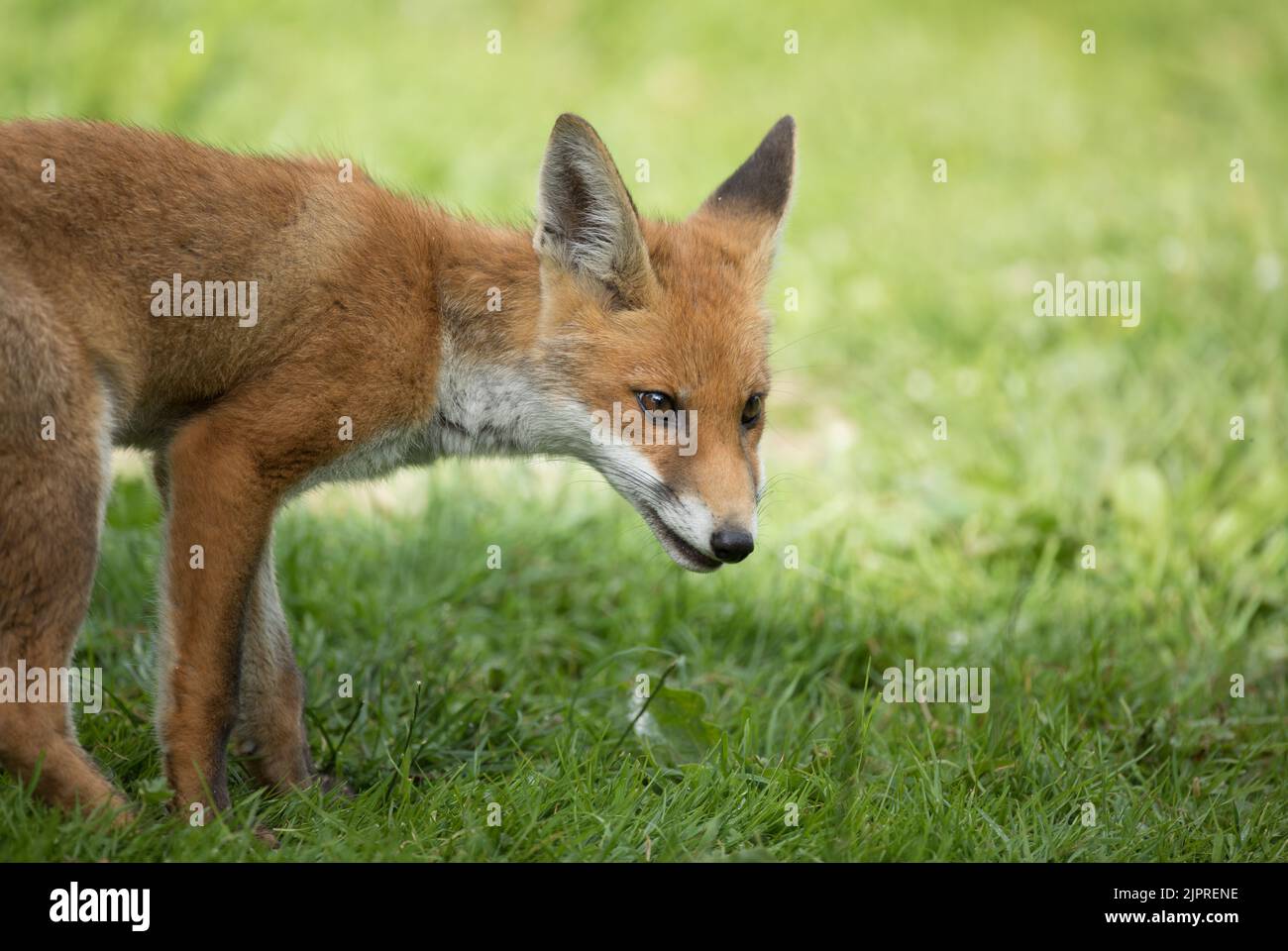 Giovane volpe a High batts, presso il fiume Ure, North Stainley Foto Stock