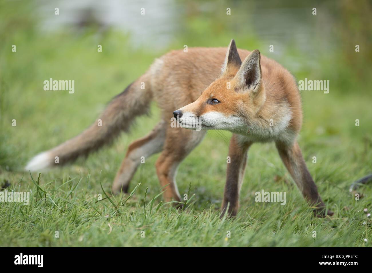 Giovane volpe a High batts, presso il fiume Ure, North Stainley Foto Stock