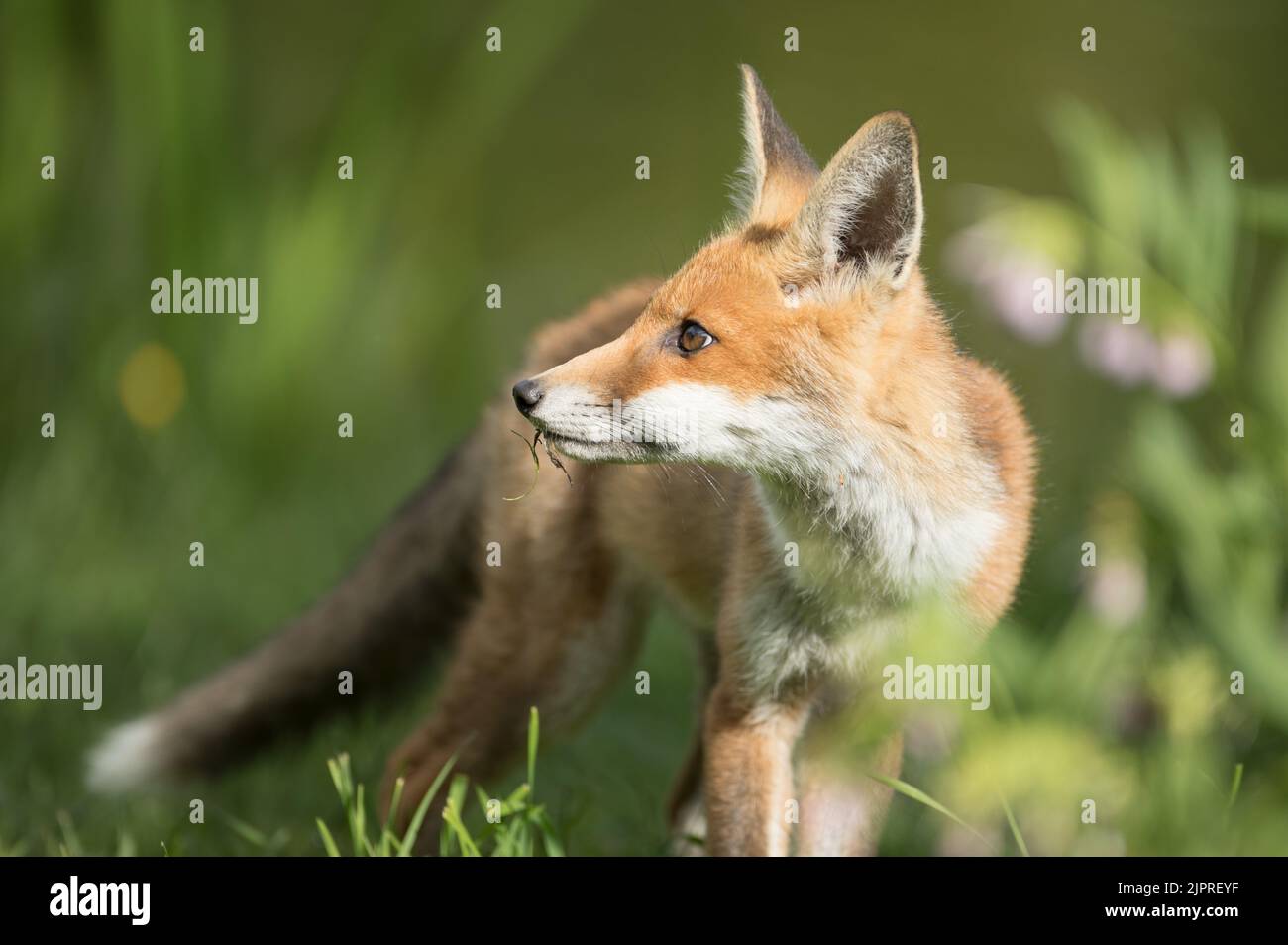 Giovane volpe a High batts, presso il fiume Ure, North Stainley Foto Stock
