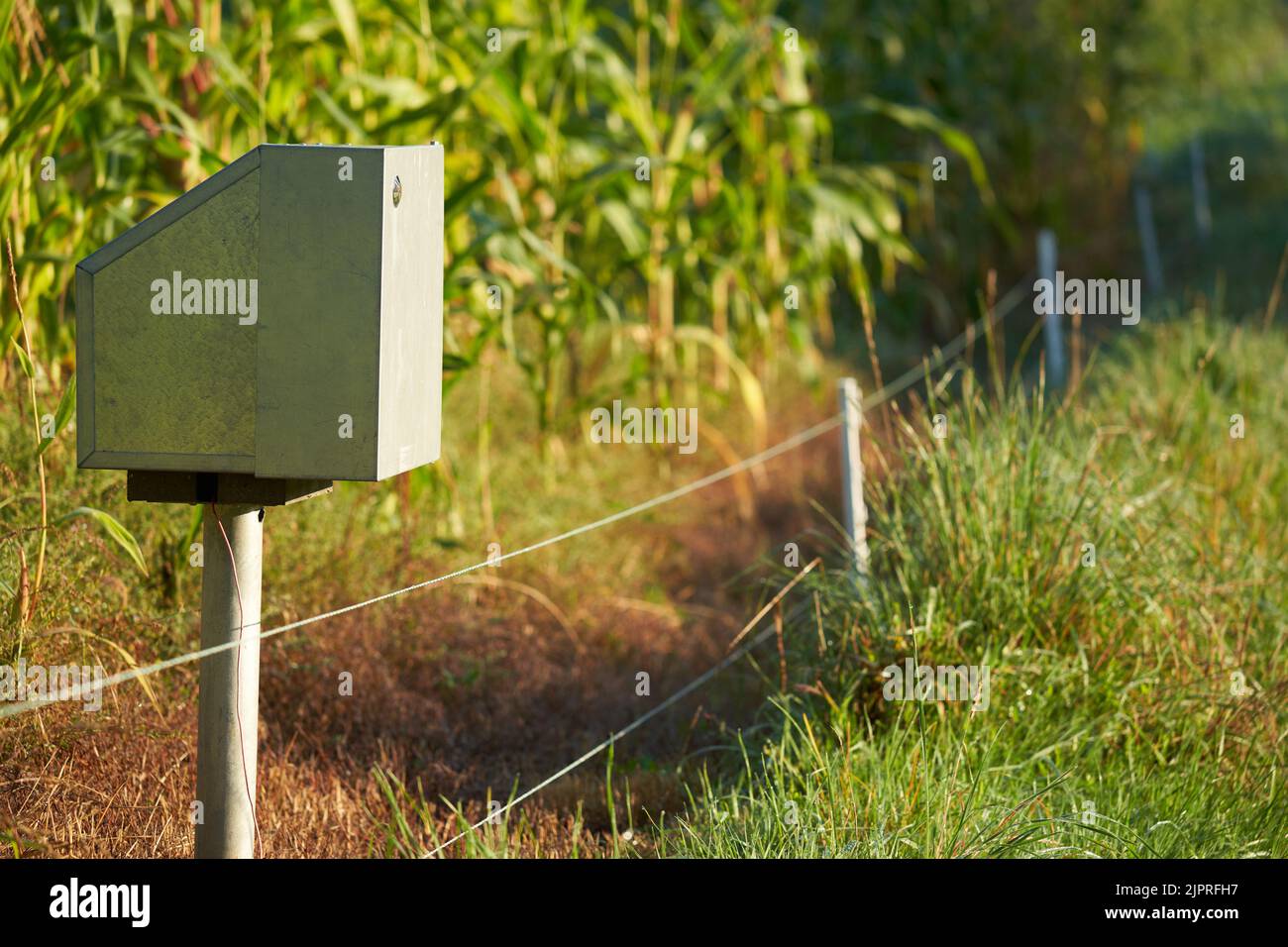 Recinzione con elettricità di fronte ad un campo di mais agricolo. Dispositivo di sicurezza per proteggere il raccolto dai danni causati dai cervi (Wildschaden). Fauna selvatica da Foto Stock