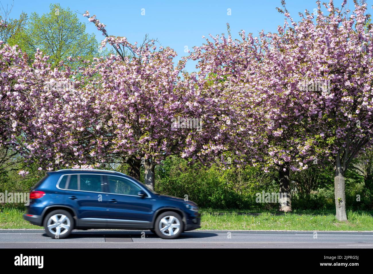 Traffico automobilistico su strada, ciliegie ornamentali giapponesi, ciliegie giapponesi, Magdeburgo, Sassonia-Anhalt, Germania Foto Stock