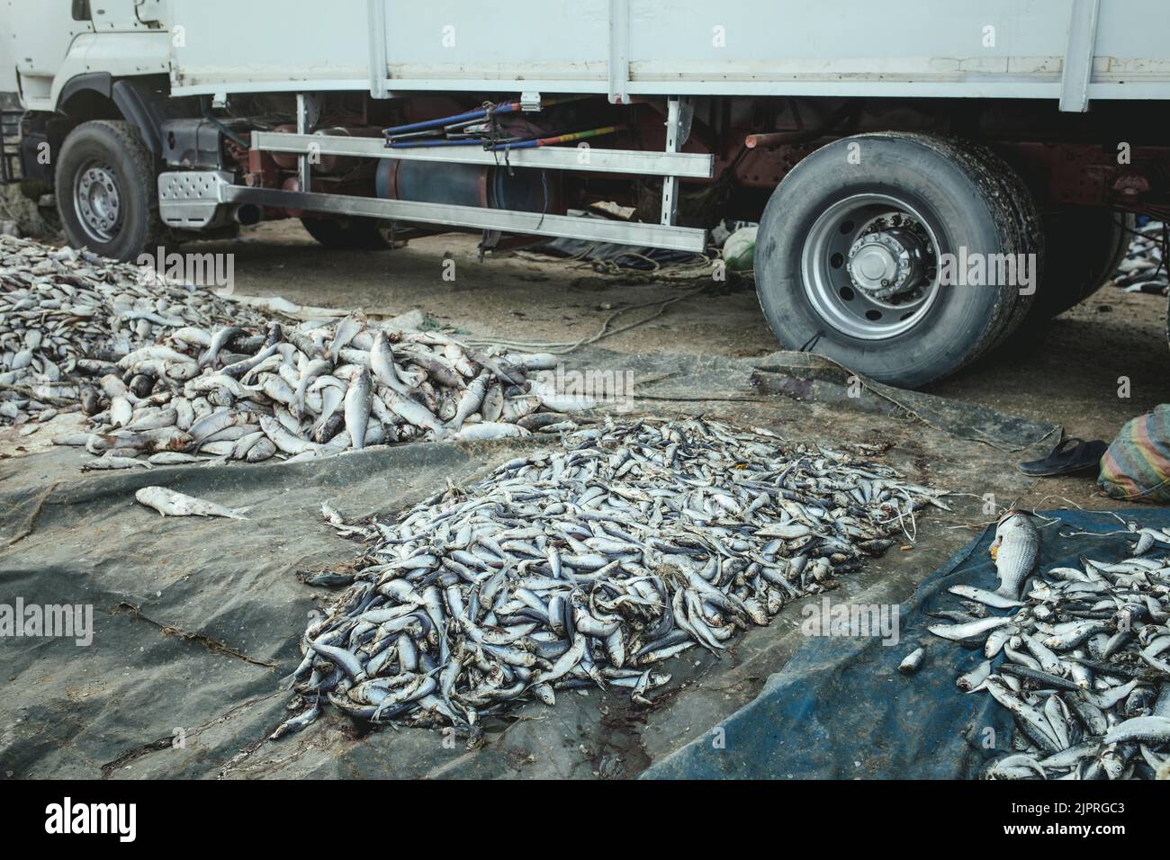 Le sardine, la materia prima più importante per la produzione di farina di pesce, Nouadhibou, Mauritania Foto Stock