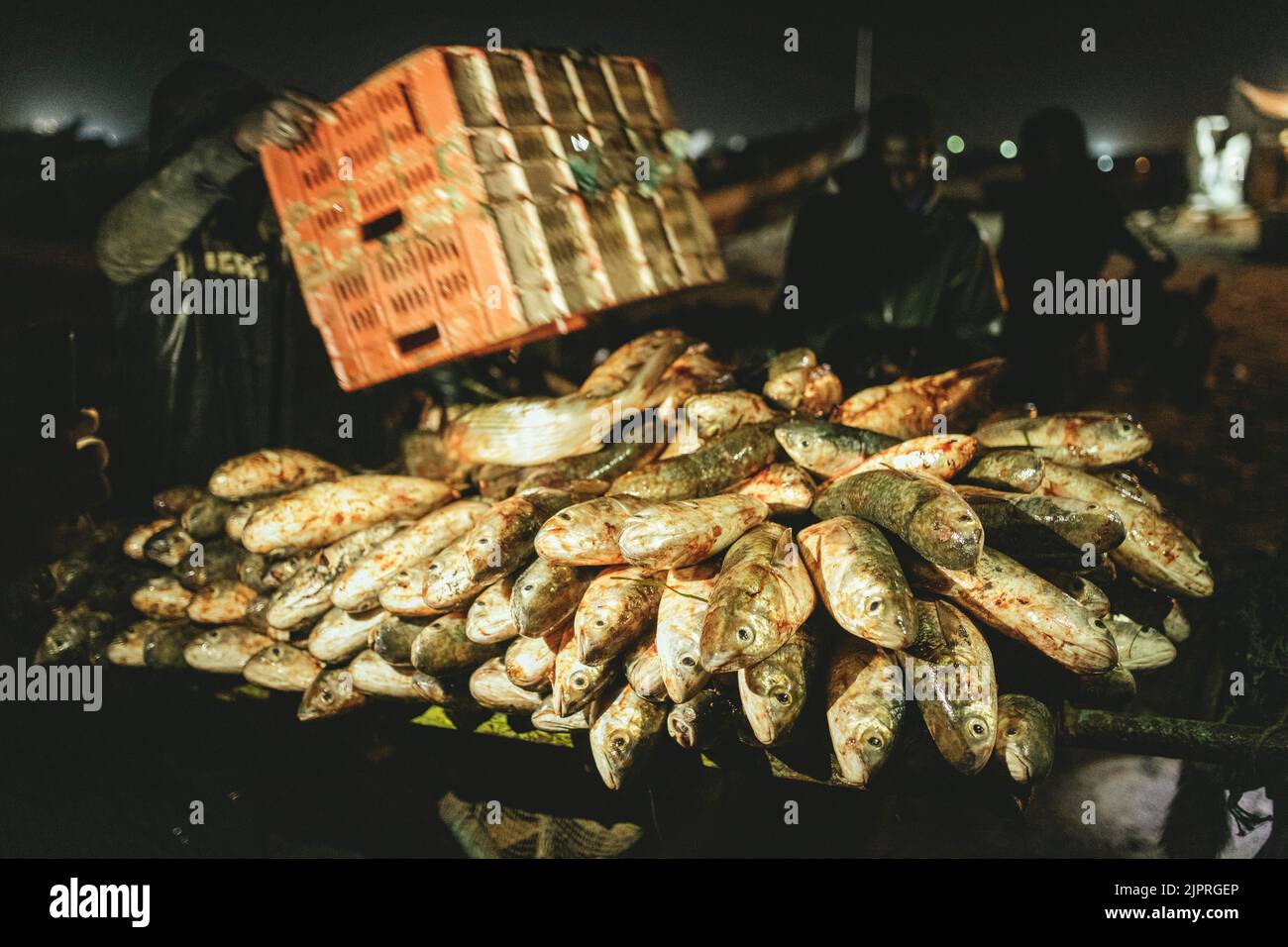 Scaricare il pescato su carri di notte, Port de Peche traditionelle, Nouadhibou, Mauritania Foto Stock