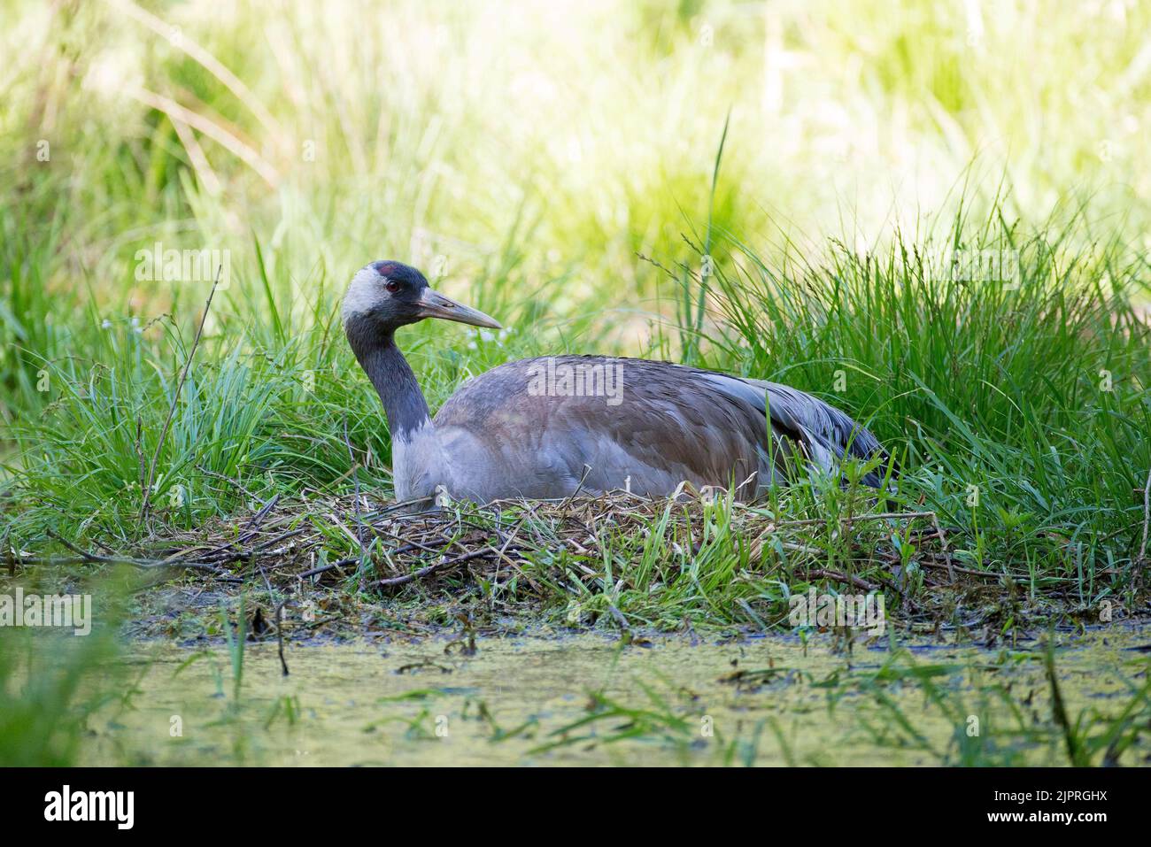 Gru o gru comune (Grus grus) allevamento su nido, Meclemburgo-Pomerania occidentale, Germania Foto Stock