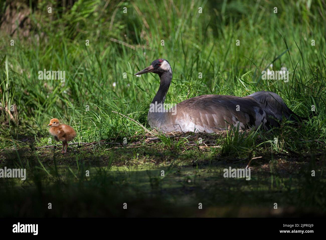 Gru o gru comune (Grus grus) su nido con il primo uccello covato, Meclemburgo-Pomerania occidentale, Germania Foto Stock