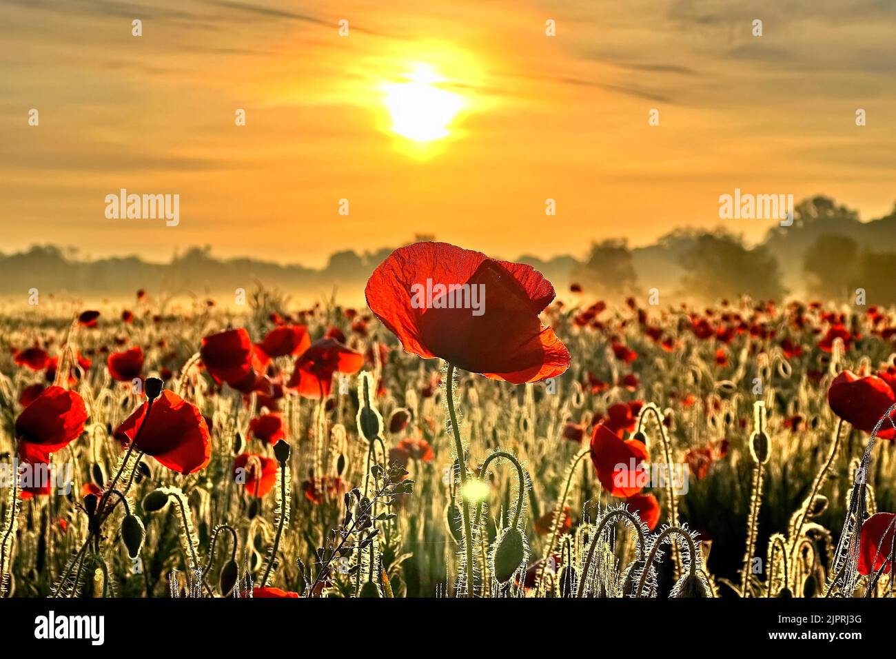 Papavero (Papaver) striscia fiorente in campo di grano, alba, papavero, pascoli di api, retroilluminazione, Luce al pascolo, Sassonia-Anhalt, Germania Foto Stock