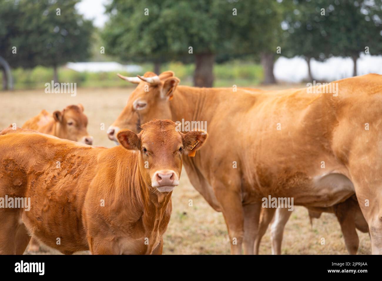 Limousin mucca e calfi in un prato in Bretagna, Francia Foto Stock