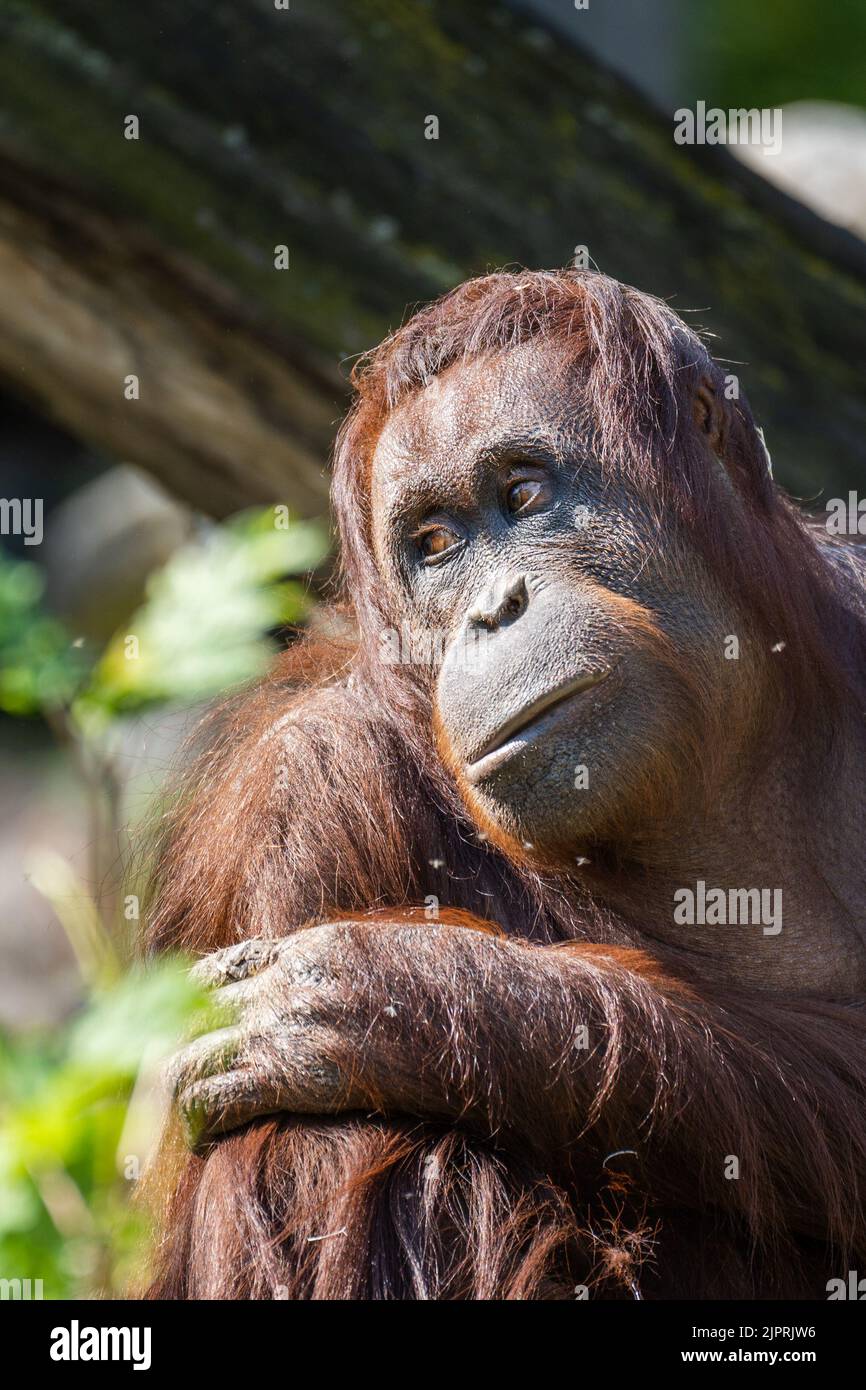 Vecchio Orangutan in posa nello zoo di Schönbrunn a Vienna. Foto Stock