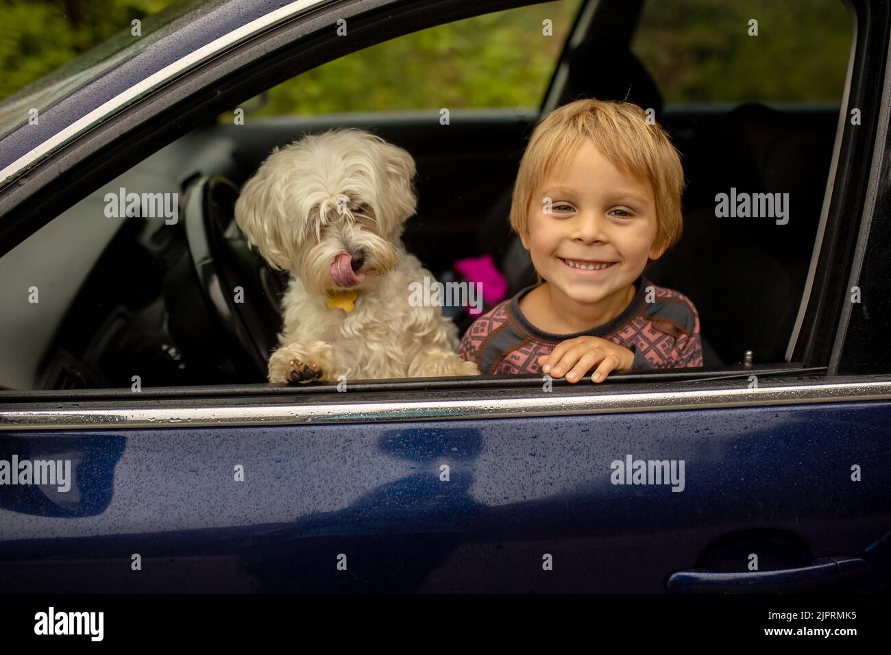 Bambino, bambino con cane maltese, che rimane in macchina dietro il vento in una fredda giornata piovosa Foto Stock