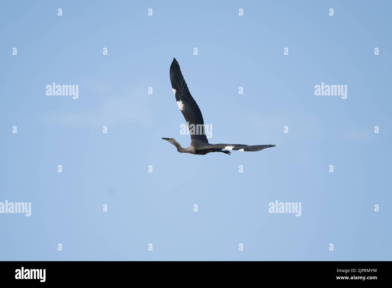 In volo cattura di un giovane Heron dal collo bianco che scivola sopra l'habitat delle paludi in cerca di un posto da mangiare nell'entroterra del Queensland in Australia. Foto Stock