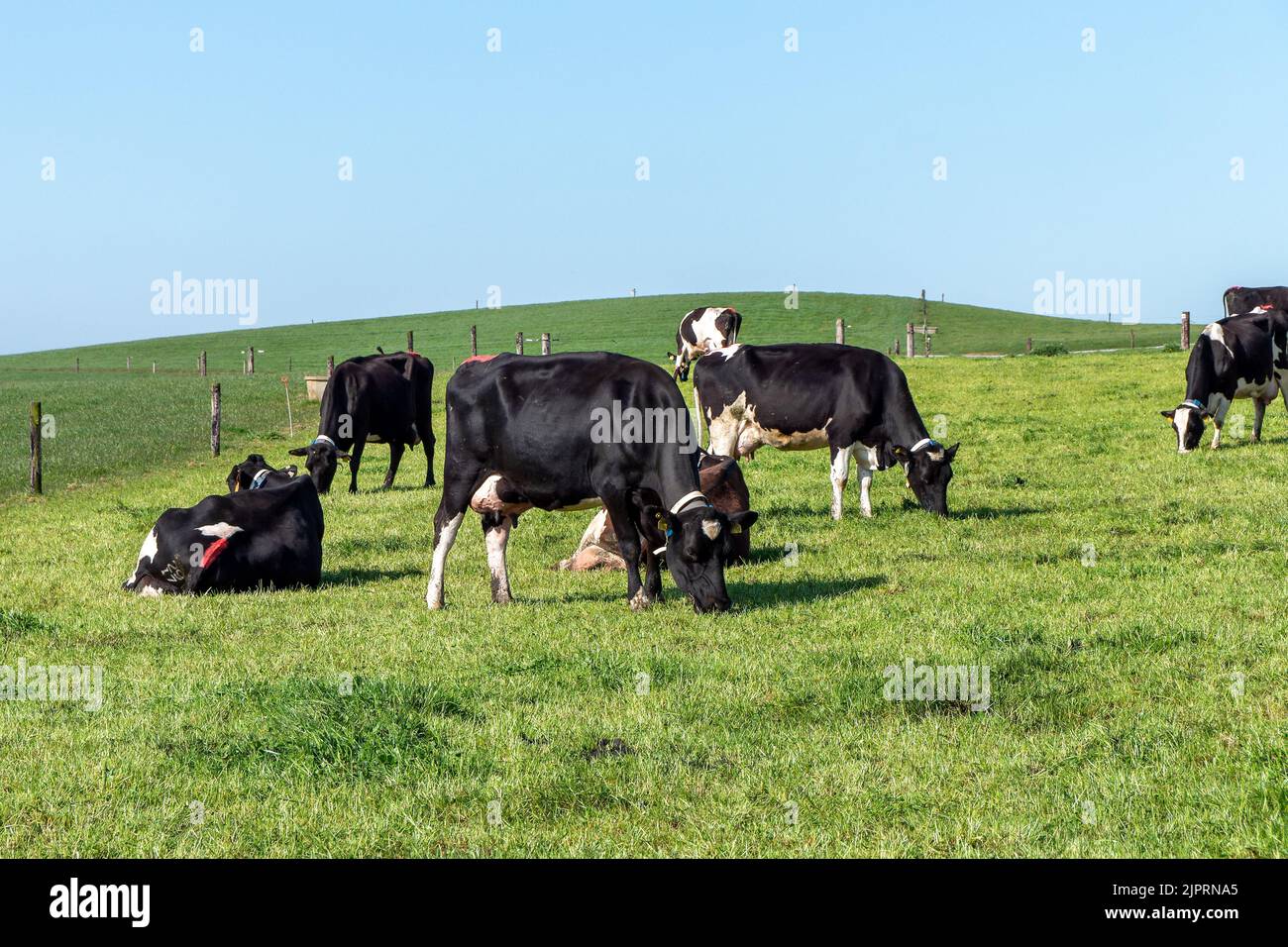 Mucche al pascolo gratuite in un campo contadino in una giornata di sole. Cielo blu chiaro sulle verdi colline. Paesaggio agricolo. Mucca bianca e nera su prato verde Foto Stock