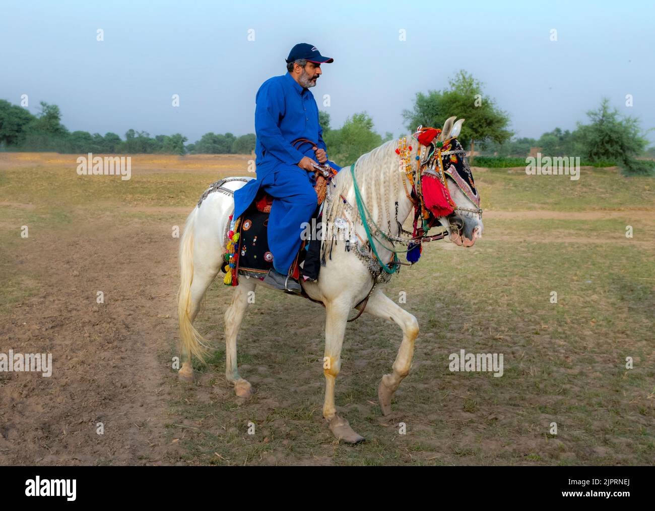 Cavaliere sul cavallo, cavaliere nel campo rurale a Punjab , uomo sul cavallo in abito tradizionale Foto Stock