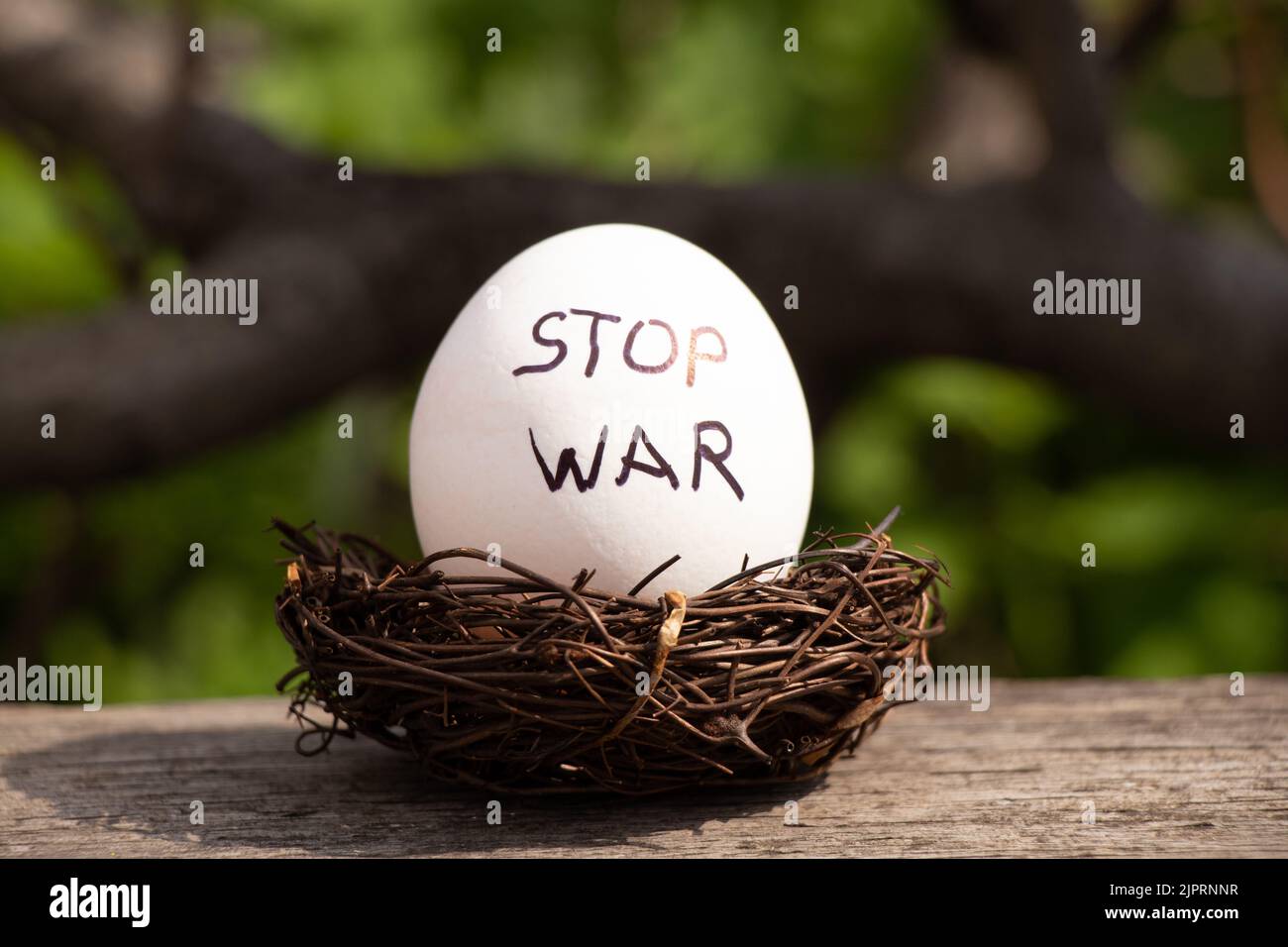 Stop guerra è scritto su un uovo di pollo bianco che si trova in un cesto di paglia al sole in una fattoria, la pace in Ucraina 2022 Foto Stock