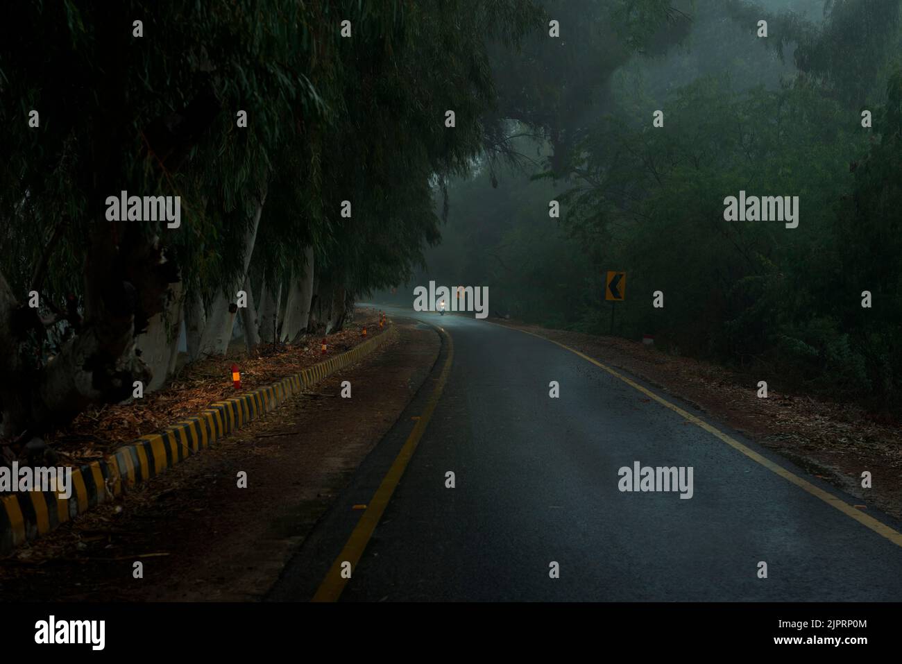 bella verga nel verde albero linee in nebbia Foto Stock