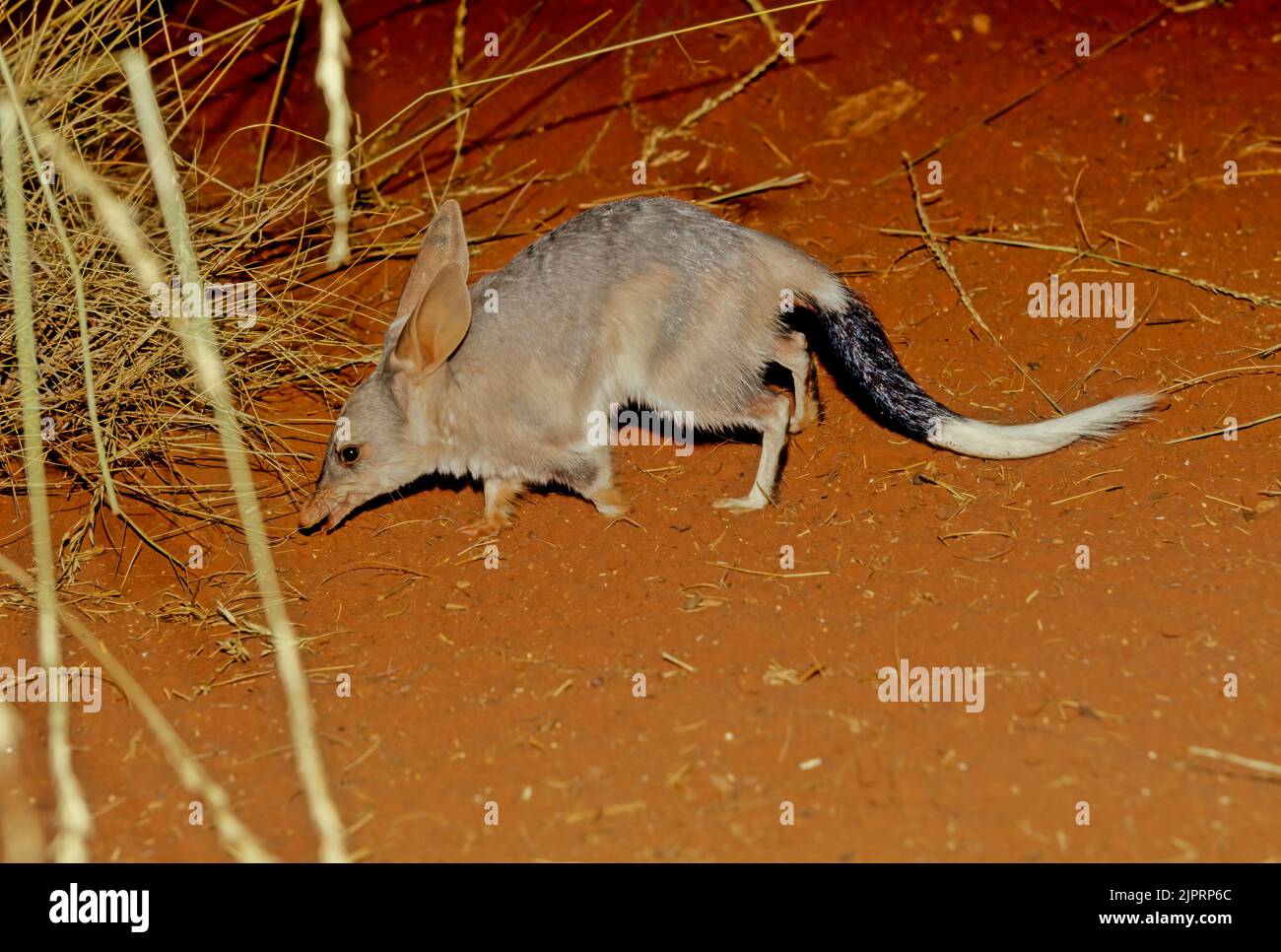 La macrotis è un genere di omnivori marsupiali che vivono nel deserto, noti come bilbies o babbandicoots; sono membri dell'ordine Peramelemorpia Foto Stock