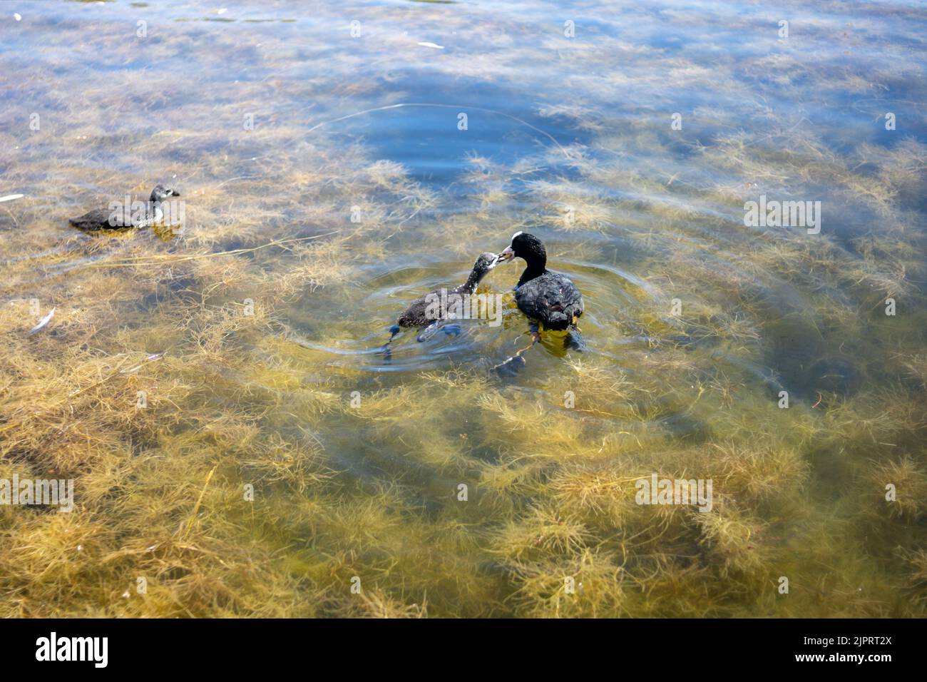 Un'anatra alimenta i suoi anatroccoli sul lago. Alghe in acqua di lago Foto Stock