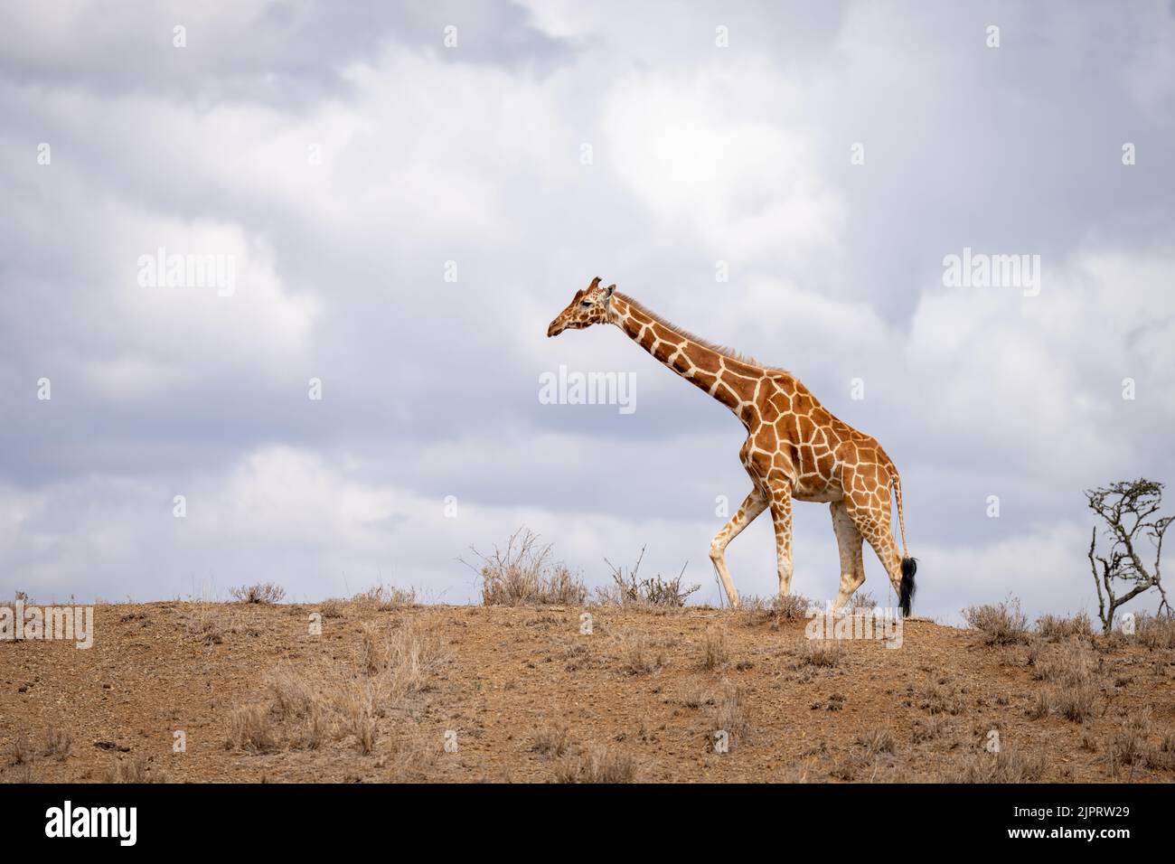 Giraffa reticolata cammina all'orizzonte attraverso la savana Foto Stock