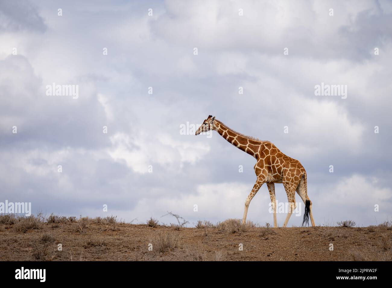 Giraffa reticolata cammina lungo l'orizzonte sulla savana Foto Stock
