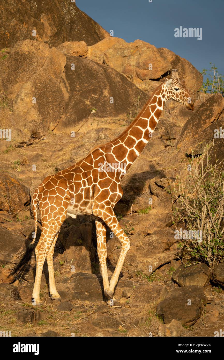 Giraffa reticolata cammina oltre il cespuglio sulla roccia Foto Stock