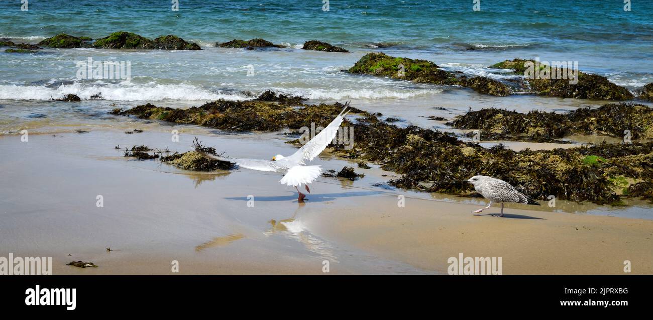 Mouette et goéland sur la plage de Batz-sur-Mer Foto Stock