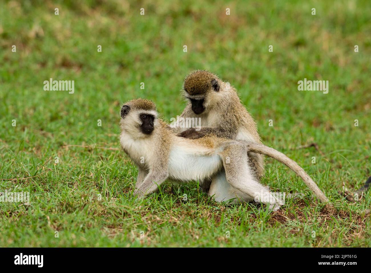 Vervet Monkeys (Cercopithecus pygerythrus) governare Foto Stock