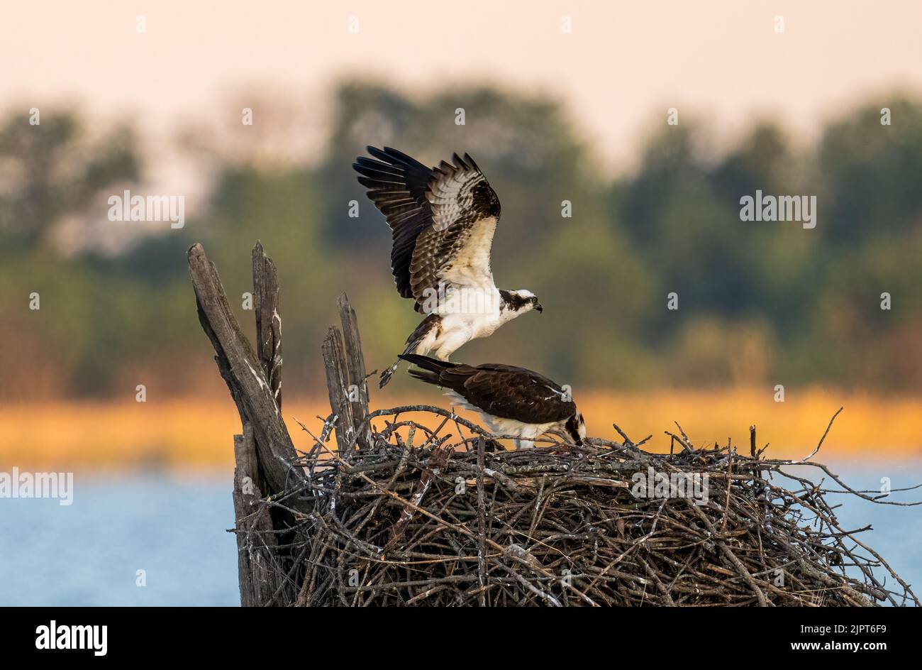 Un falco pescatore nel nido e un altro che vola sopra, contro un mare e alberi sfondo Foto Stock