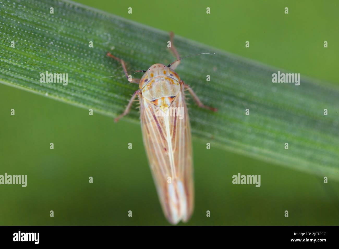 Leavhopper (Cicadellidae) del genere Mocydiopsis su una pianta di cereali. Foto Stock