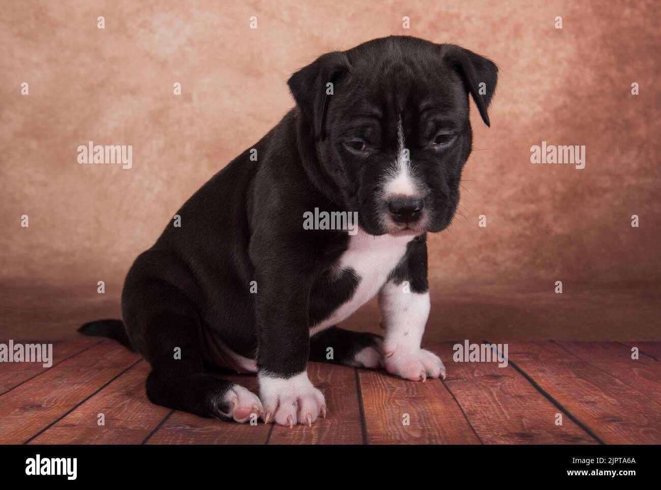 Nero e bianco americano Staffordshire Terrier cane o AmStaff cucciolo su sfondo marrone Foto Stock