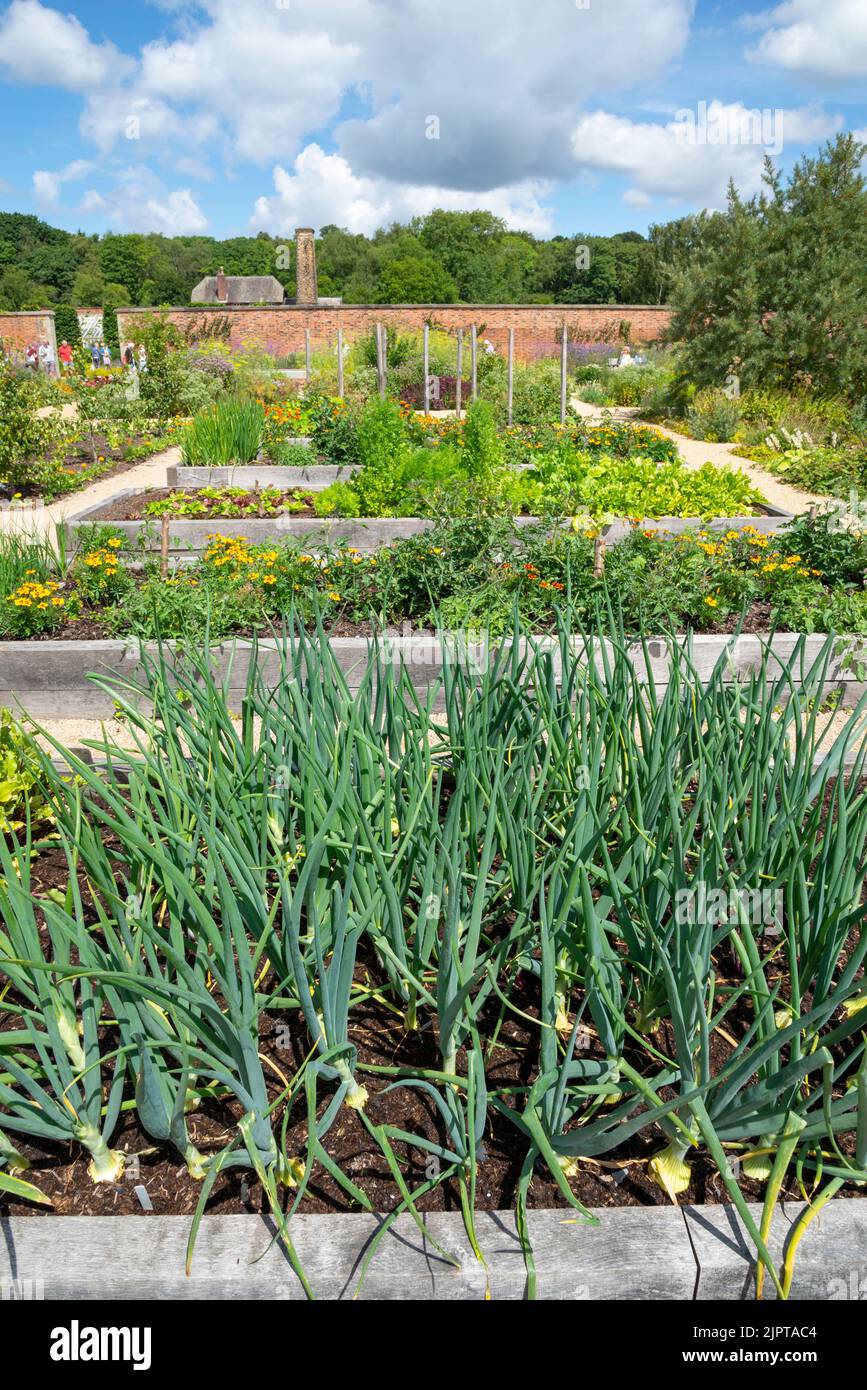 Letti rialzati con le verdure che crescono in loro nel giardino murato Weston a RHS Bridgewater, Greater Manchester, Inghilterra. Foto Stock