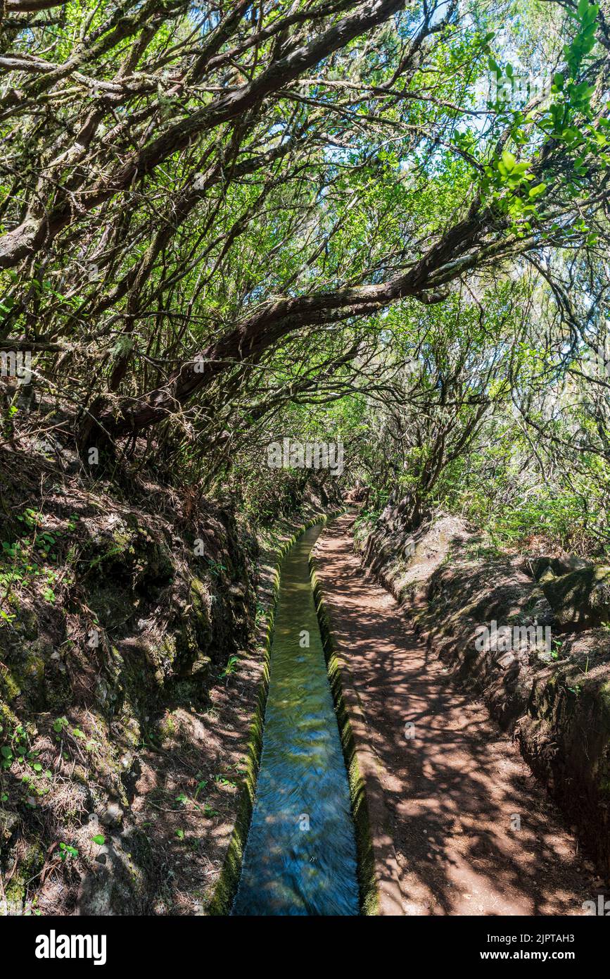 Levada do Alecrim hikin Trail con canale d'acqua e alberi a Madeira Foto Stock