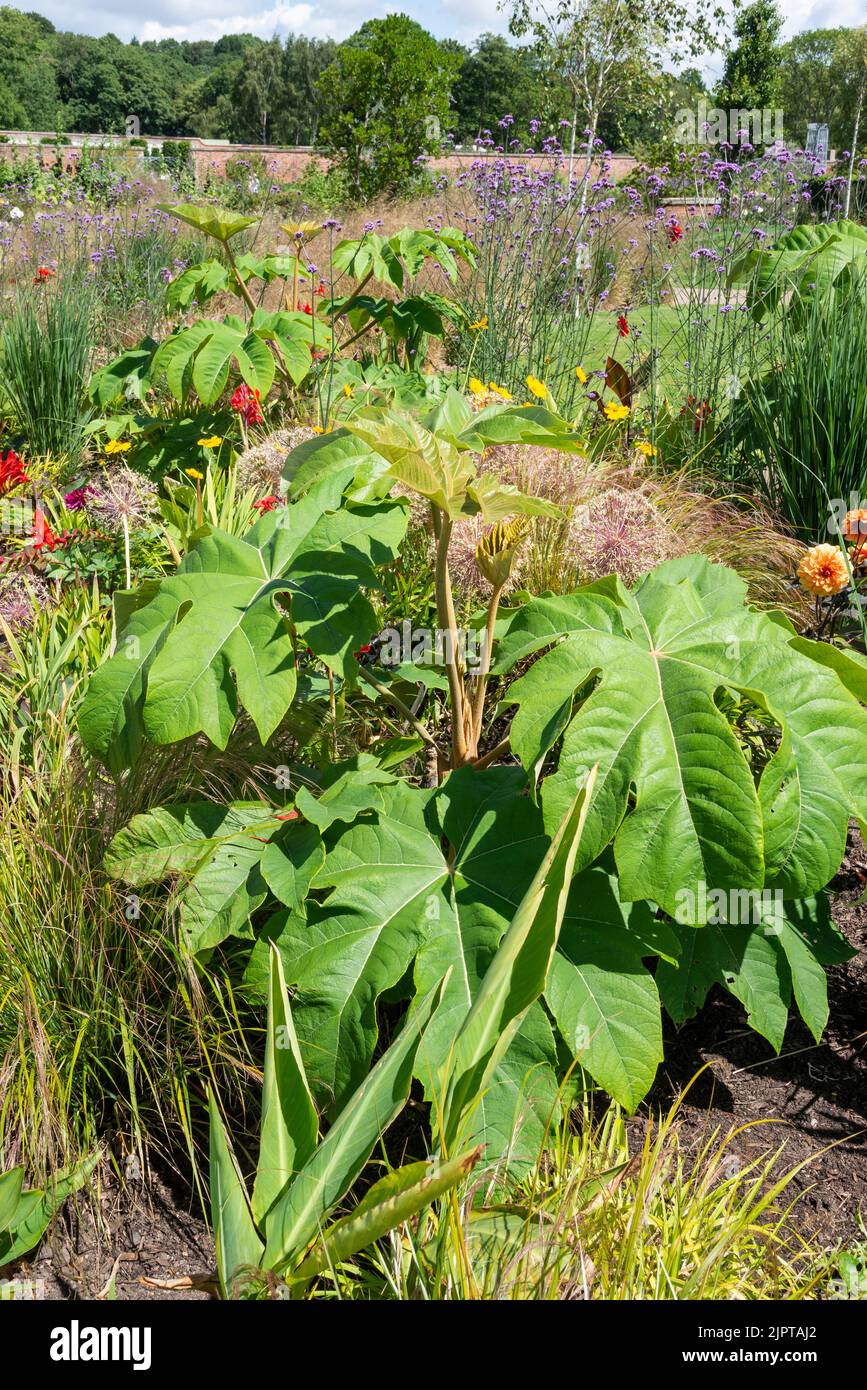 Tetrapanax papyrifer 'Rex', pianta cinese di carta da riso 'Rex'. Un albero cresciuto per esso è fogliame ornamentale enorme. Foto Stock