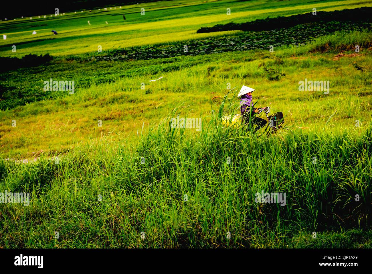Una donna vietnamita in bicicletta gira intorno ai campi di riso con il suo cappello conico. Foto Stock