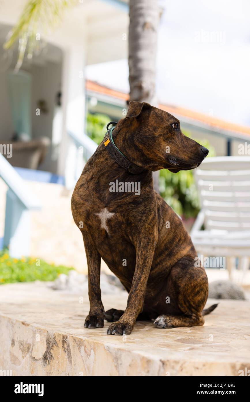 Il cane che custodisce una casa. Cane addestrato. Foto Stock