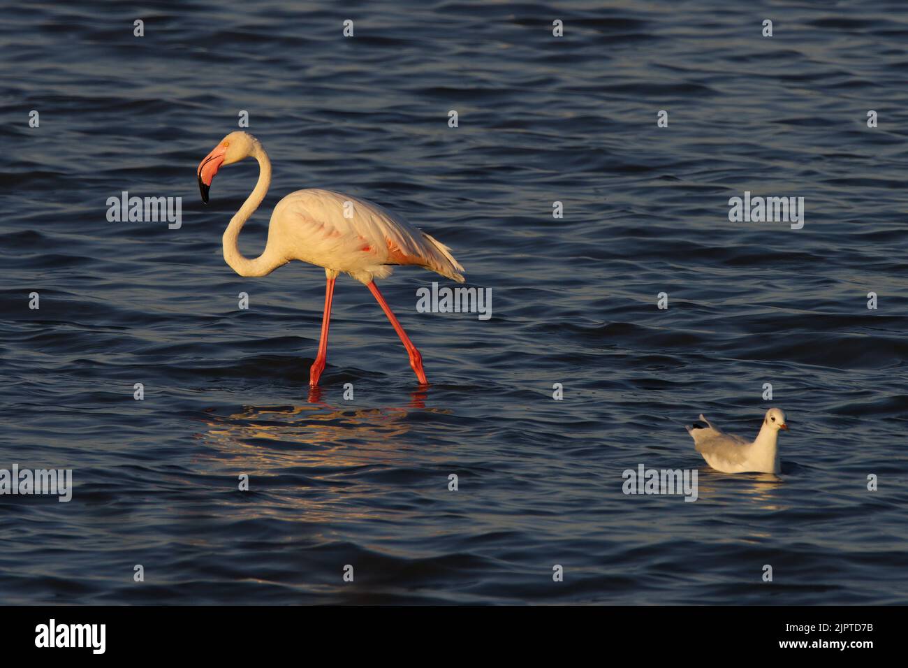 Fenicotteri rosa al tramonto a Hyeres, Francia Foto Stock