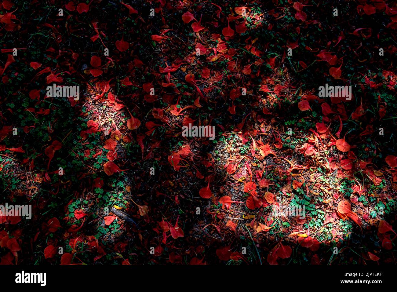 Sfondo scuro con petali rossi caduti su un'erba verde con raggi di sole Foto Stock
