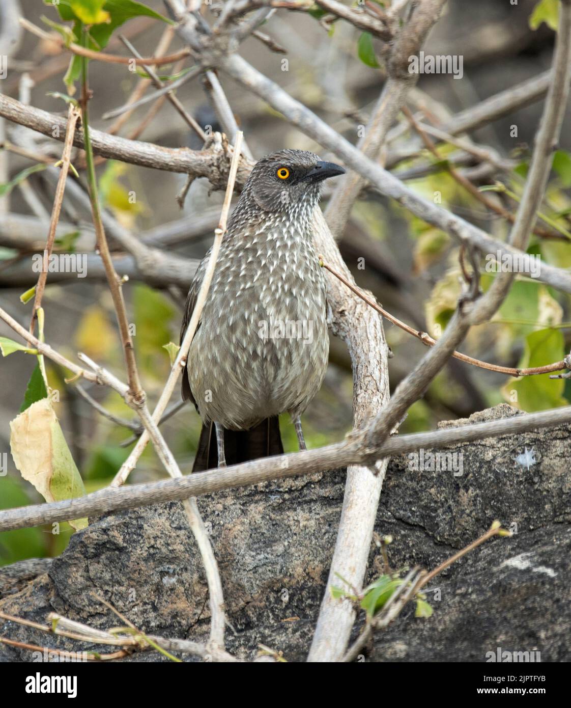 Come suggerisce il nome, il Babbler con la freccia e il caratteristico occhio arancione luminoso, è un uccello rumoroso e gigantoso. Volano in unità familiari Foto Stock