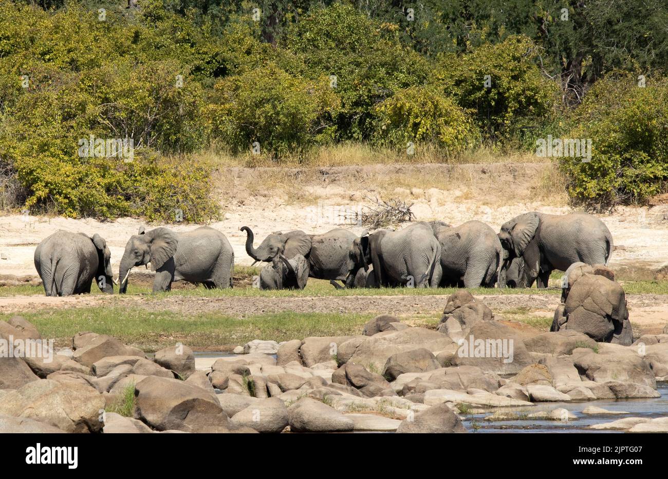 Gli elefanti di due mandrie di razza separate si mescolano e socializzano mentre bevono da un acquedotto. Altamente socievole, l'elefante riconosce gli individui Foto Stock