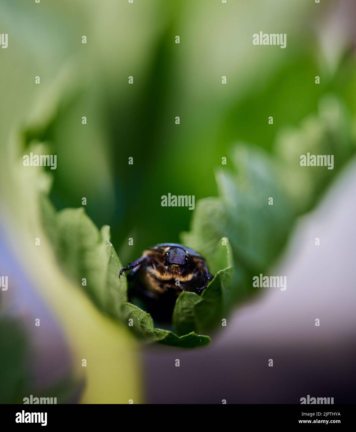 Un focus selettivo di un Geotrupidae su una foglia verde in Baviera, Germania Foto Stock