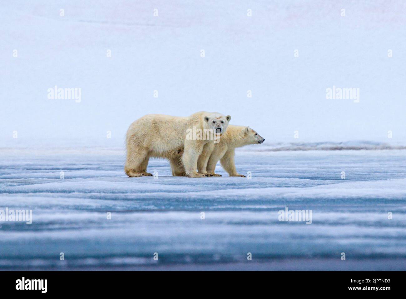 due orsi polari in piedi sul lato del ghiaccio sulla fotocamera madre di fronte telecamera cucciolo guardando in avanti nel nordaustandlet svalbard Foto Stock