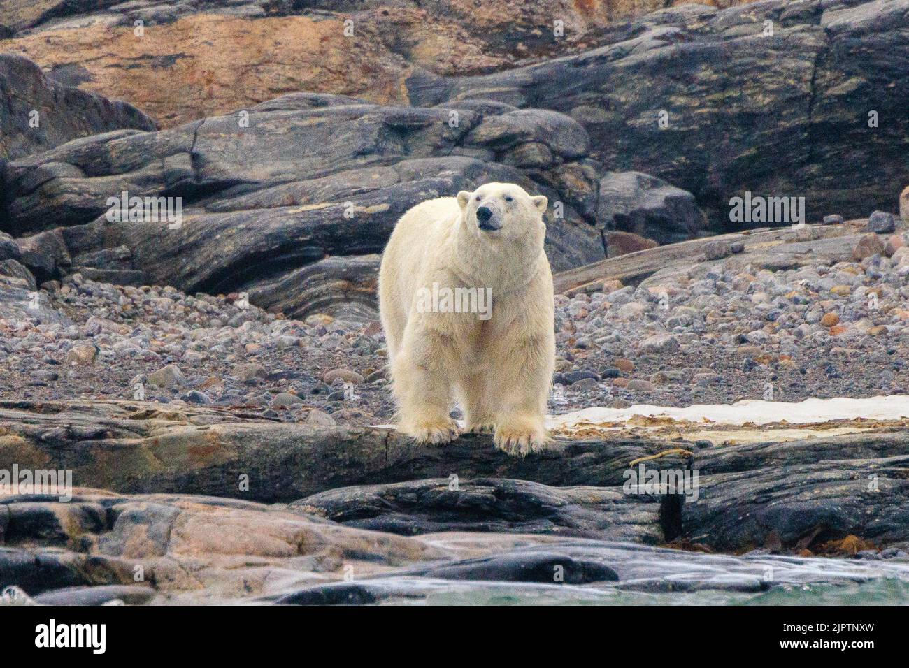 grande orso polare in piedi sulla riva del mare che guarda al mare e sniffing l'aria Foto Stock