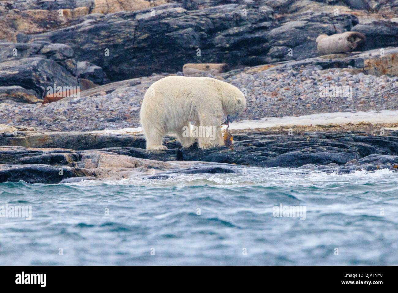 orso polare a svalbard in piedi sulla riva del mare mangiare alghe Foto Stock
